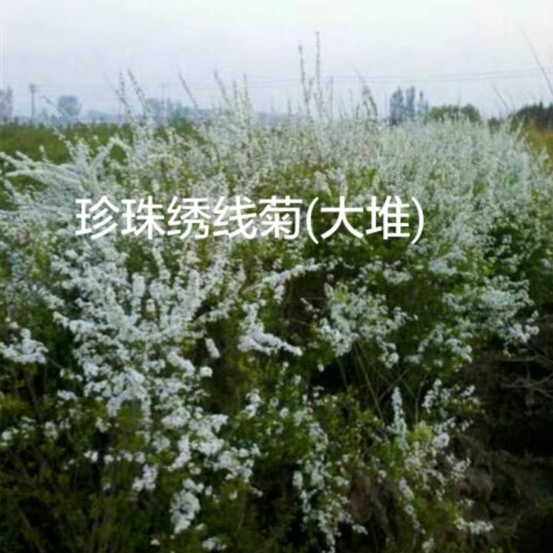 珍珠绣线菊(大堆)