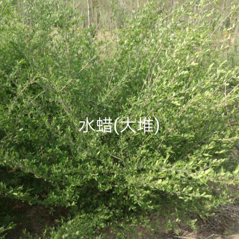 水蜡价格