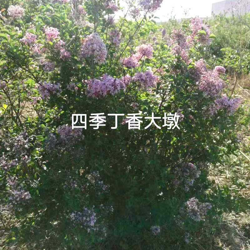 四季丁香价格